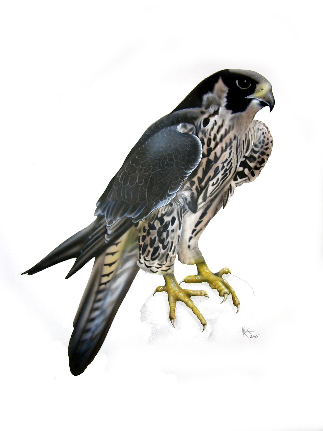 [AA06.2   Falco peregrino.JPG] - Click here to view the image in full size.